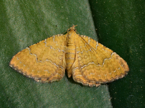 Camptogramma bilineata, Geometridae